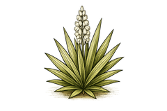 Yucca Extract Powder