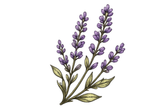 Lavender Essential Oil